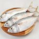 jenis-jenis ikan